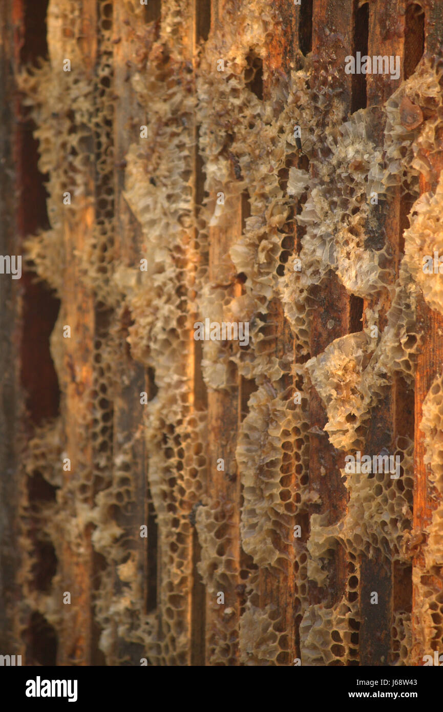 Nahaufnahme von mehreren Biene Frames innerhalb einer Biene-Box mit Bienenwachs. Stockfoto