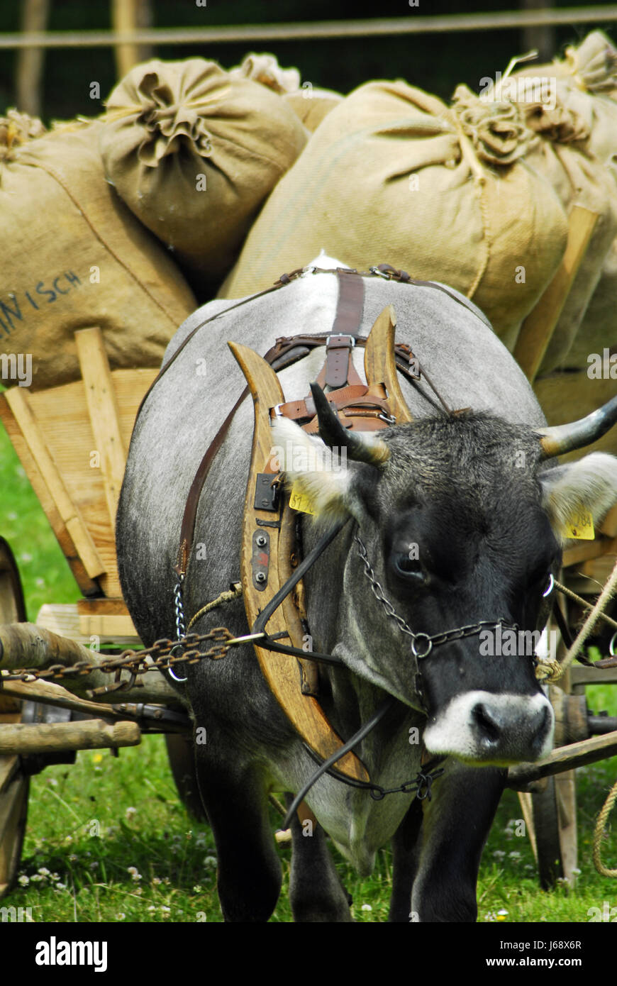 Taschen Bullock Warenkorb Bull Landwirtschaft Landwirtschaft Nostalgie Kette Kabelbaum transport Stockfoto