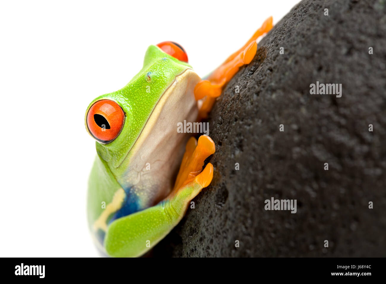 isolierte Stein Amphibien grünen Rock Frosch Makro Nahaufnahme Makro Aufnahme schließen Stockfoto