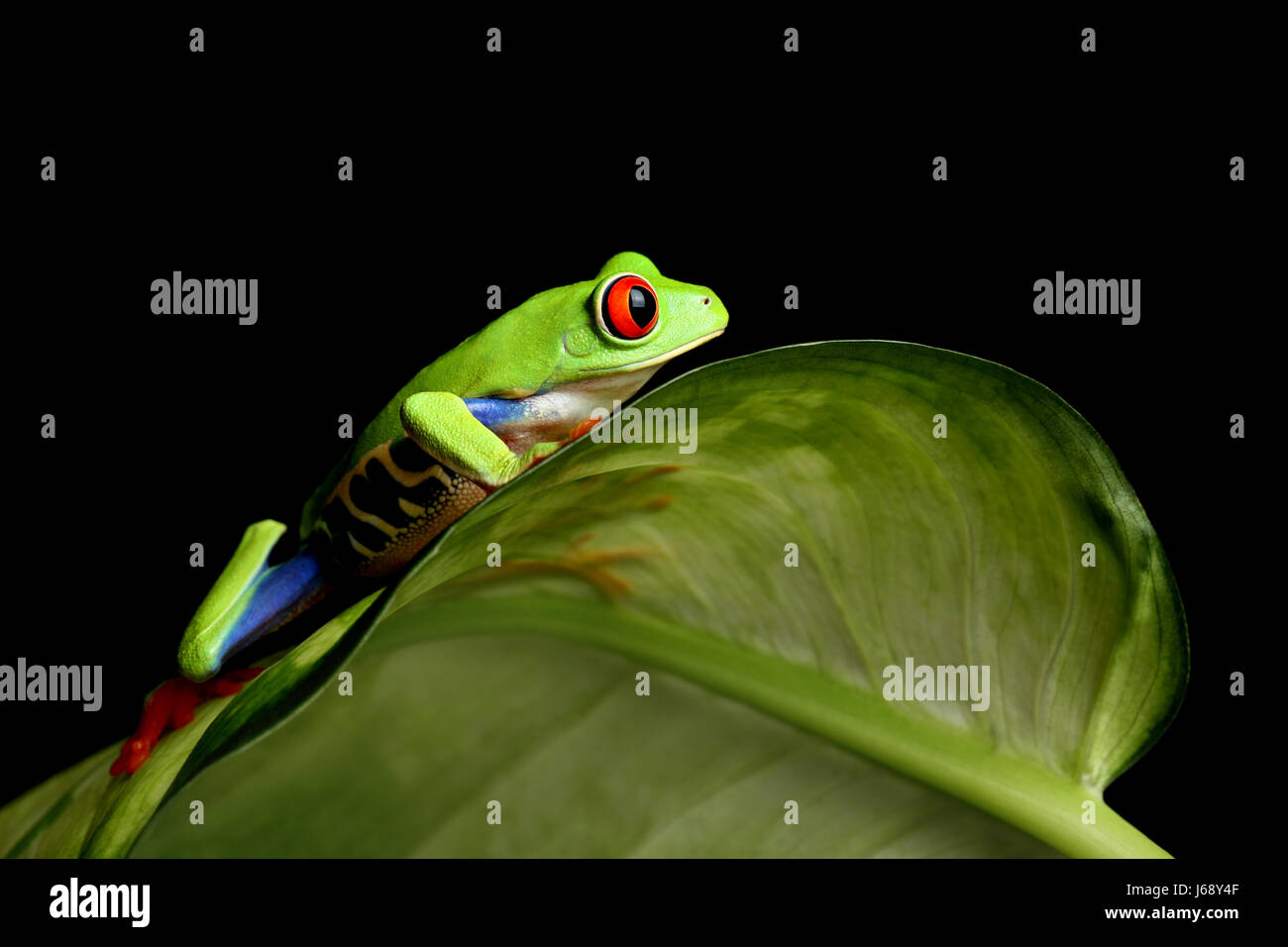 isolierte Amphibien grün schwarz dunkelhäutigen kohlschwarze tiefschwarze Frosch Blatt-Blatt Stockfoto