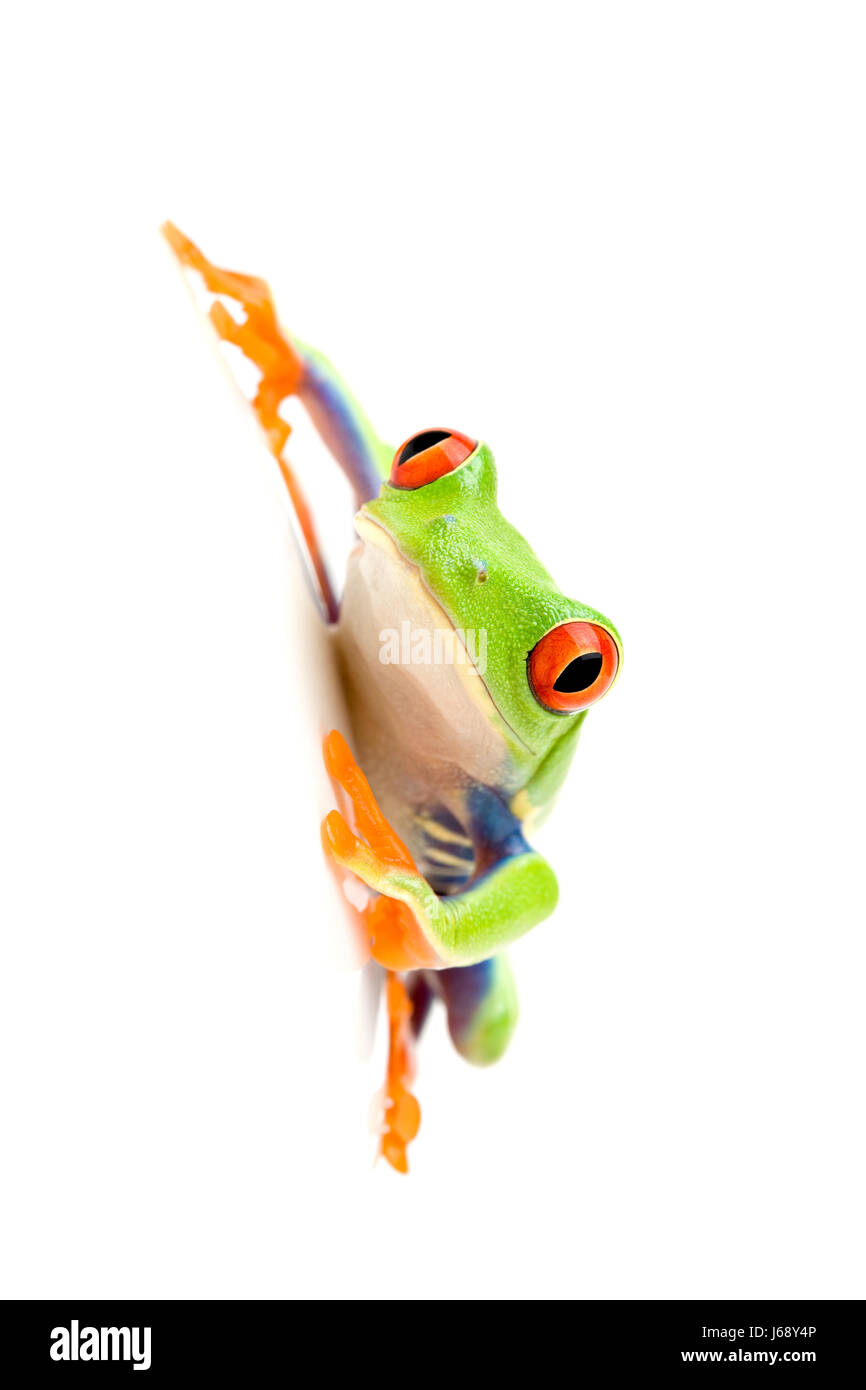 Amphibie grünen Frosch weiß Natur Makro Nahaufnahme Makro Aufnahme Nahaufnahme Stockfoto