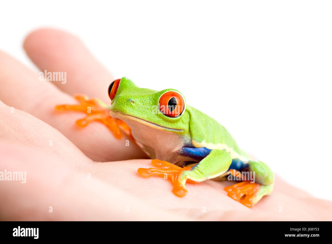 Tier Haustier Frosch Hand Makro Nahaufnahme Makro Aufnahme hautnah Ansicht closeup Stockfoto