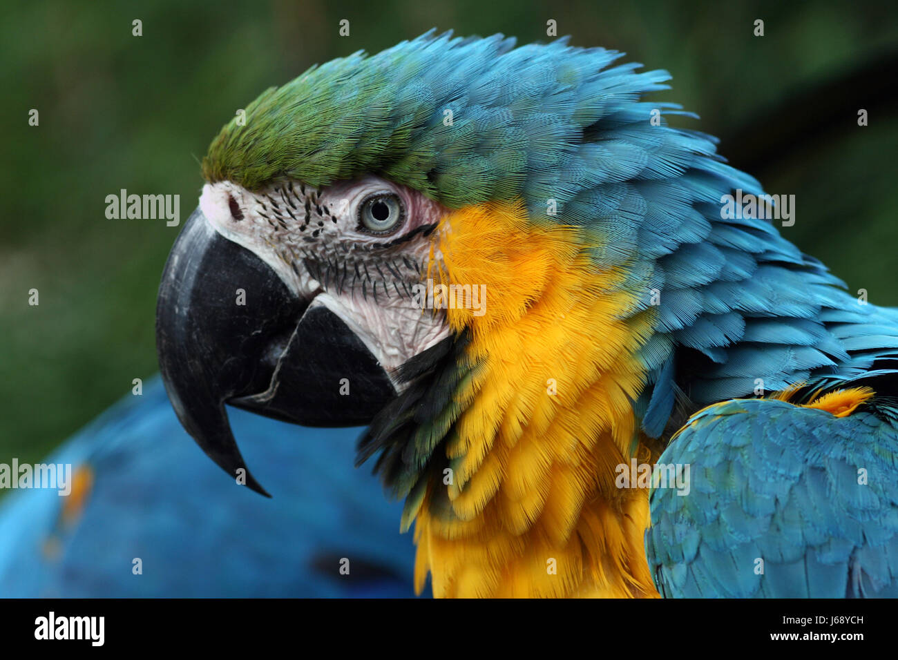 Vogel Tiere Vögel Wirbeltiere Papagei Natur sprechen sprechen spricht gesprochen sprechen Stockfoto