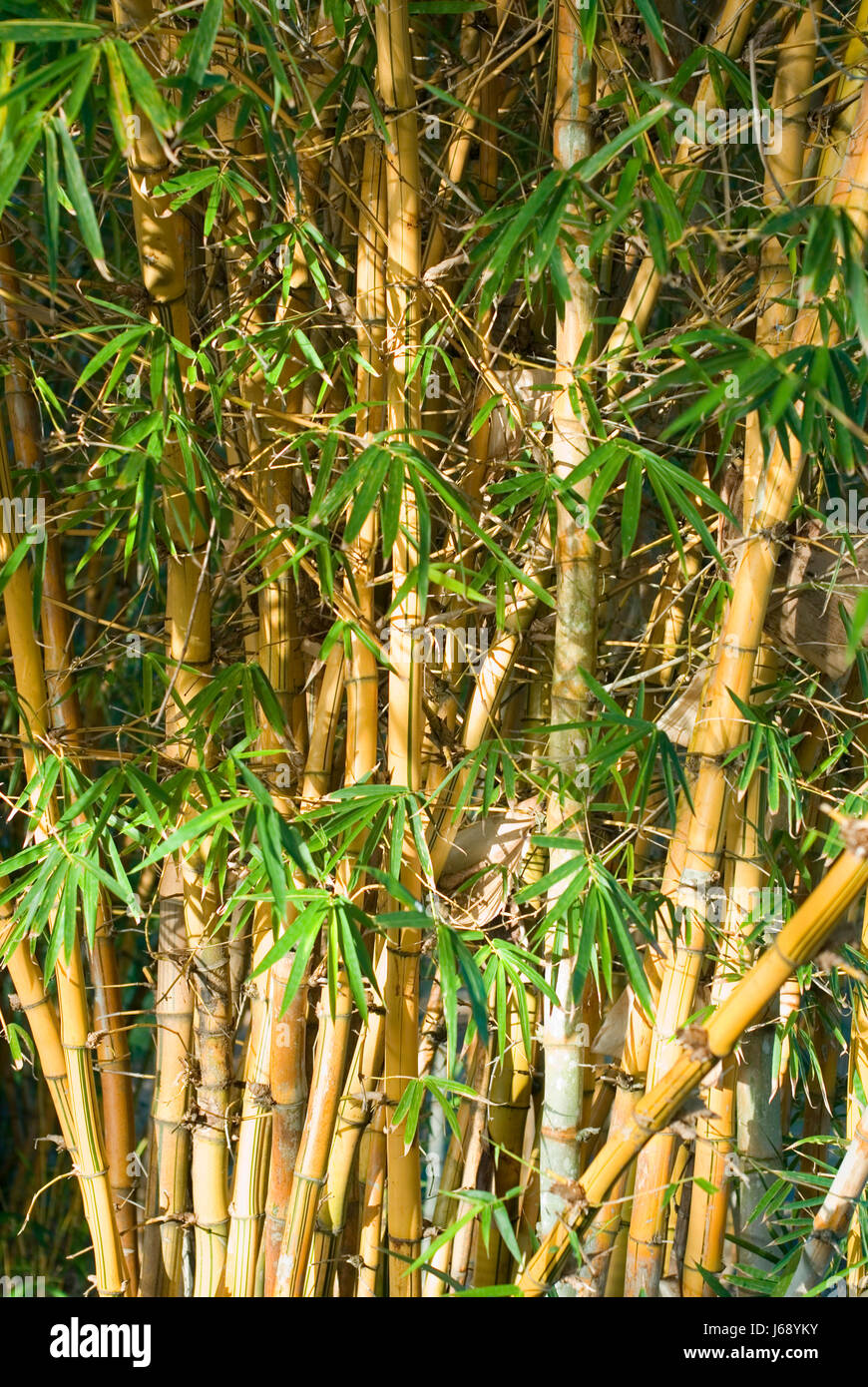 Baum Bume Hose Spazierstock Bambus asiatischen Blatt Baum Garten Holz  Zuckerrohr Dschungel Bambus Stockfotografie - Alamy
