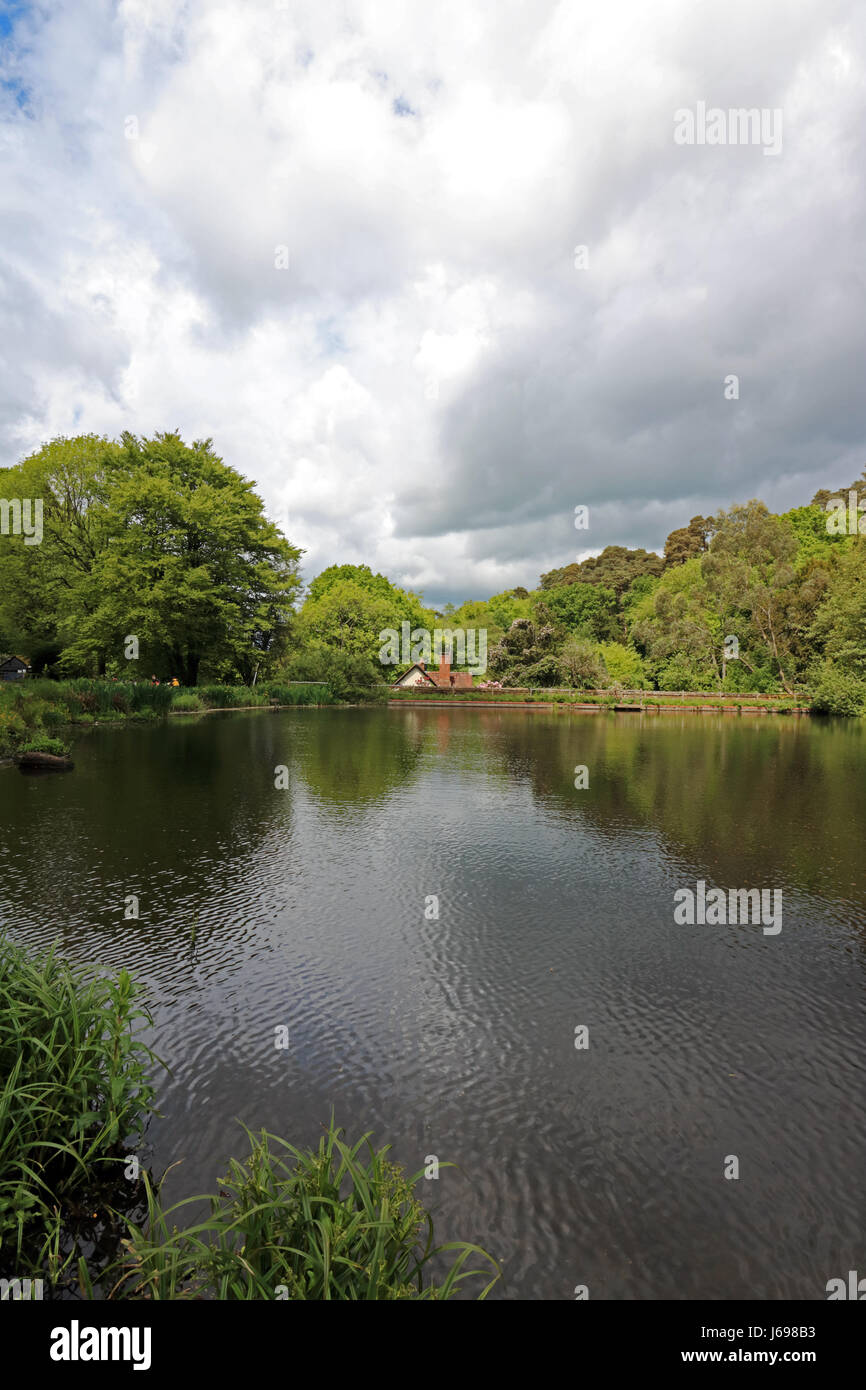 Freitag Street, Surrey, UK. 20. Mai 2017. Schöne Reflexionen auf dem Teich am Freitag Straße in der Nähe von Dorking in Surrey Hills, auf einen Tag voller Sonnenschein und Duschen. Bildnachweis: Julia Gavin UK/Alamy Live-Nachrichten Stockfoto