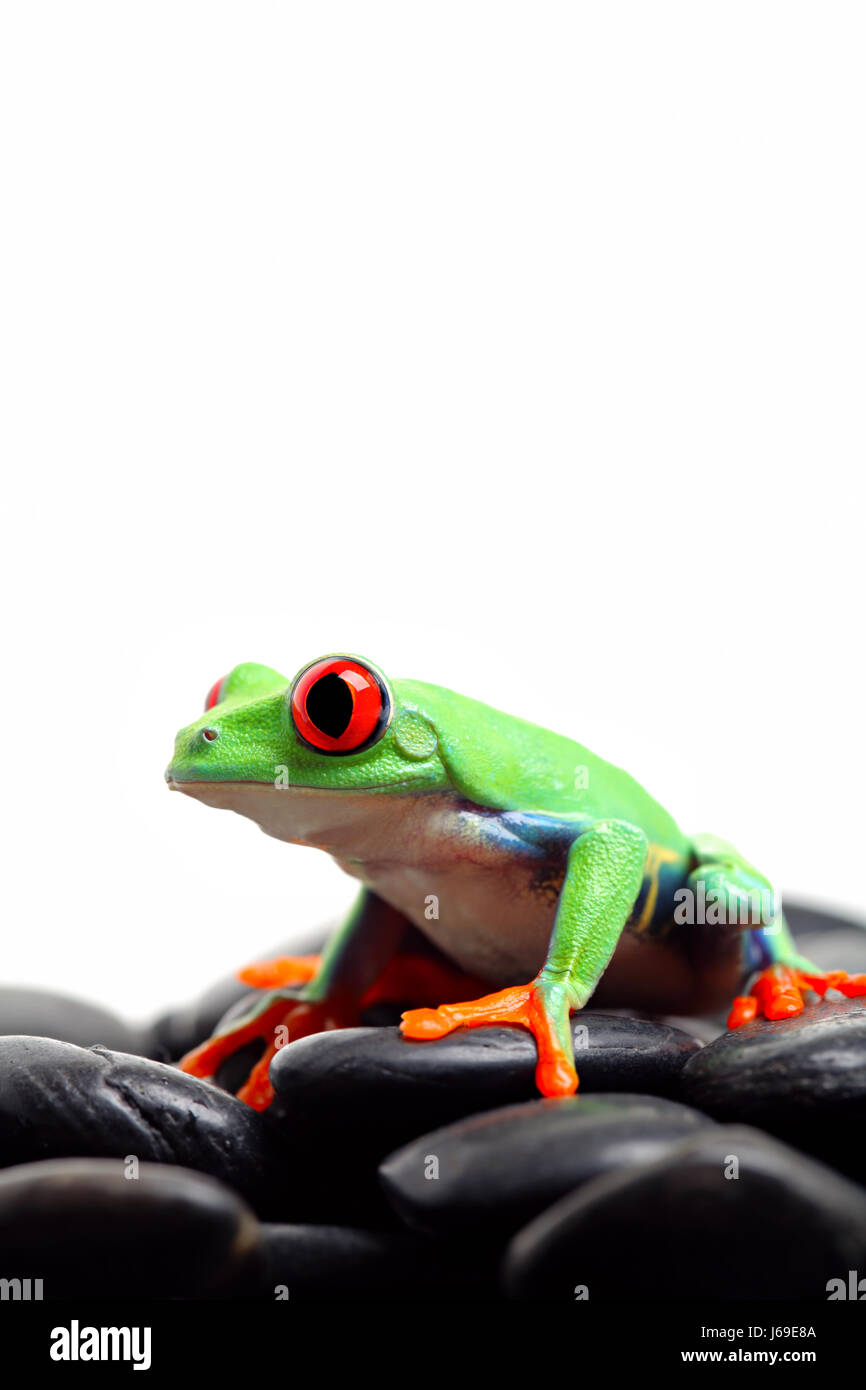 Tiere Amphibien Frosch Natur Steinen isolierten tierischen Amphibien grüne Studio Frosch Stockfoto