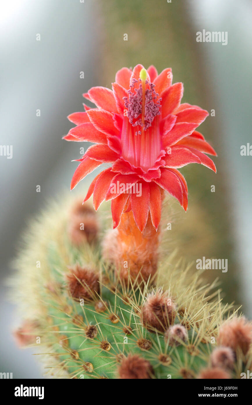 Blume Blumen Pflanzen exotischen Kakteen Stachel Kaktus Blume grne Blume  Blumen Stockfotografie - Alamy