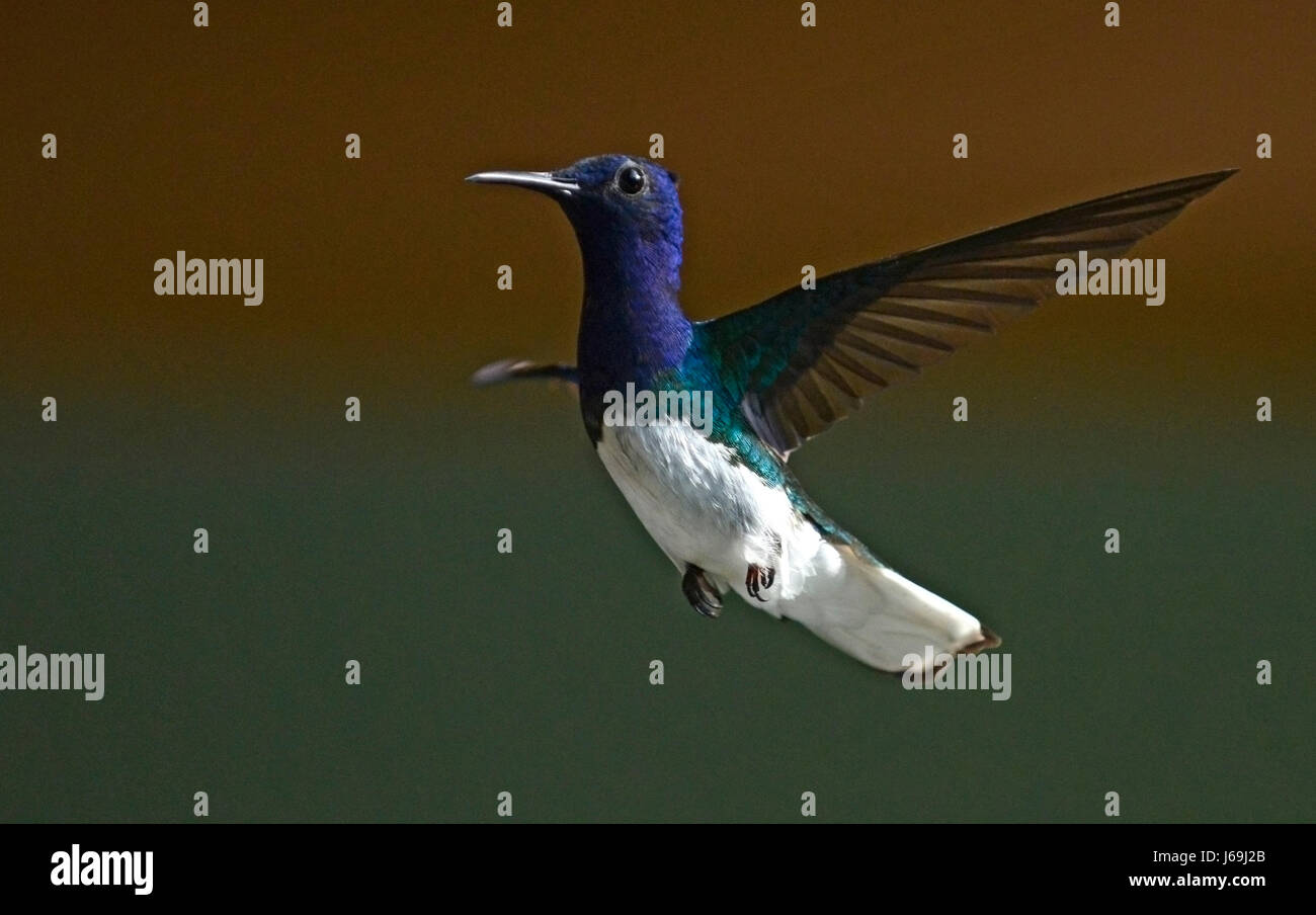 Ein weiß-necked Jakobiner Kolibri (Florisuga Mellivora) fliegt in La Fortuna, Costa Rica. Stockfoto