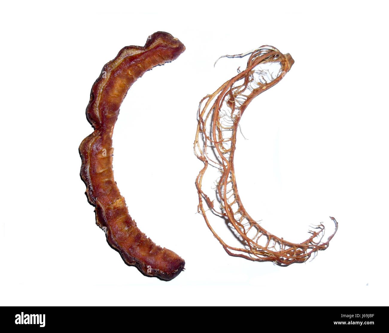 Tamarind verlässt isolierten auf weißen Hintergrund. Grüne Tamarinde Blätter ist gefiedert zusammengesetzte Blätter. Stockfoto