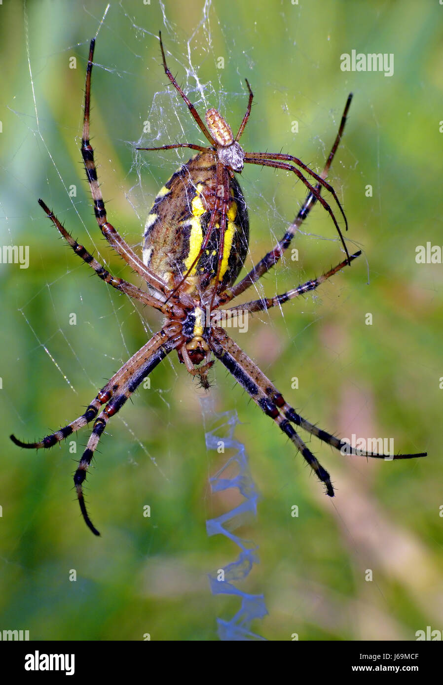 Spinne Paarung Mate Spinne männlich weiblich Paarung Mate Zick-Zack-paar  paar net Spinnennetz Stockfotografie - Alamy