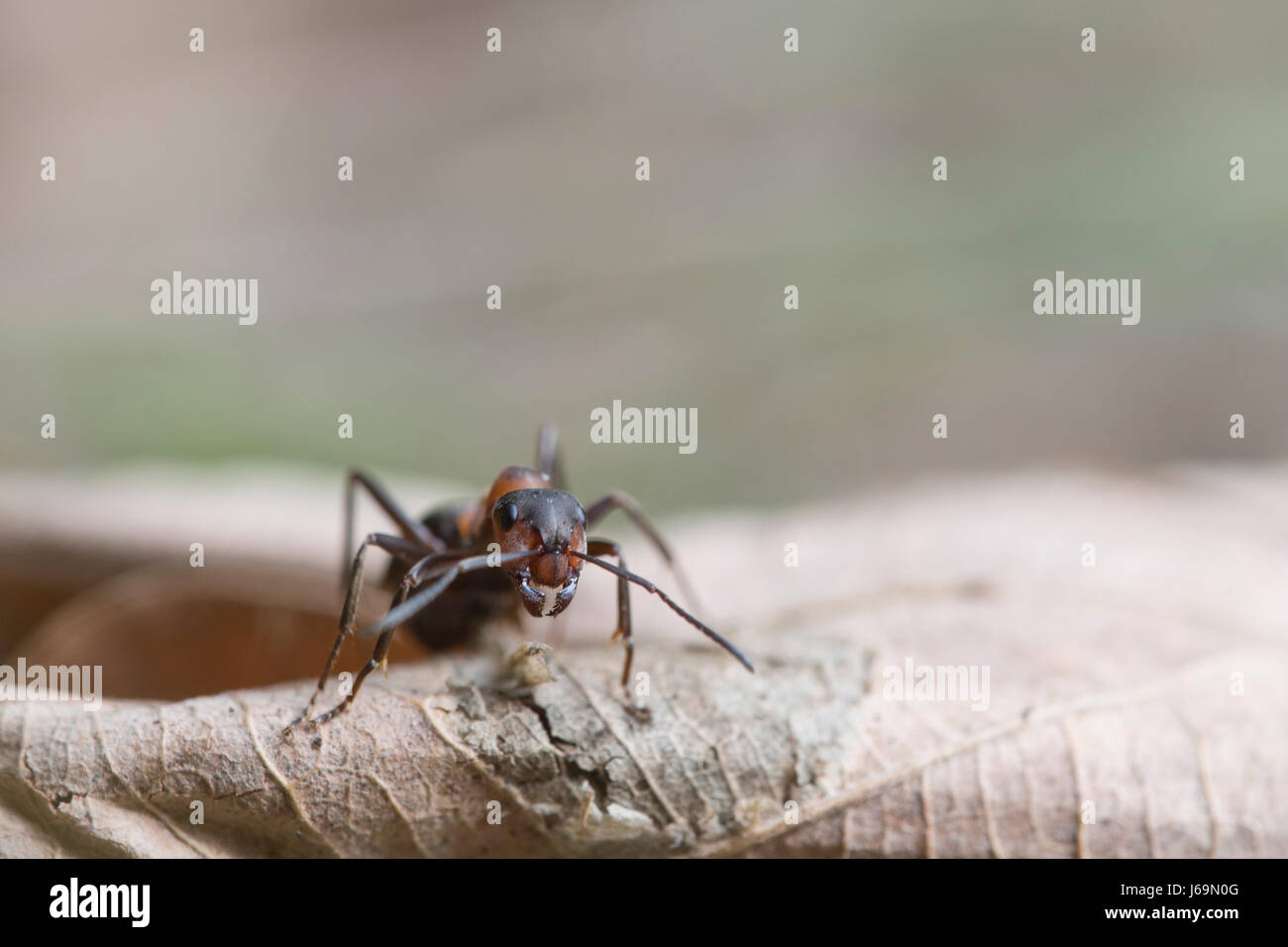 Rote Waldameise - Formica rufa Stockfoto