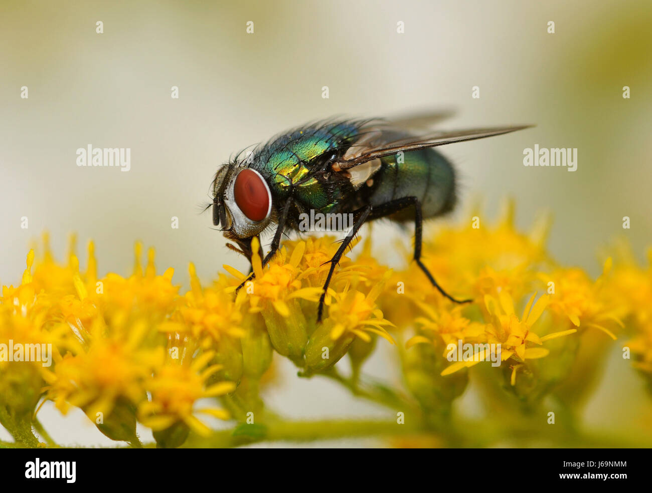 fliegen Zusammenarbeit Goldrute Auge Orgel Flügel Blüten fliegen Compositae bluten Stockfoto