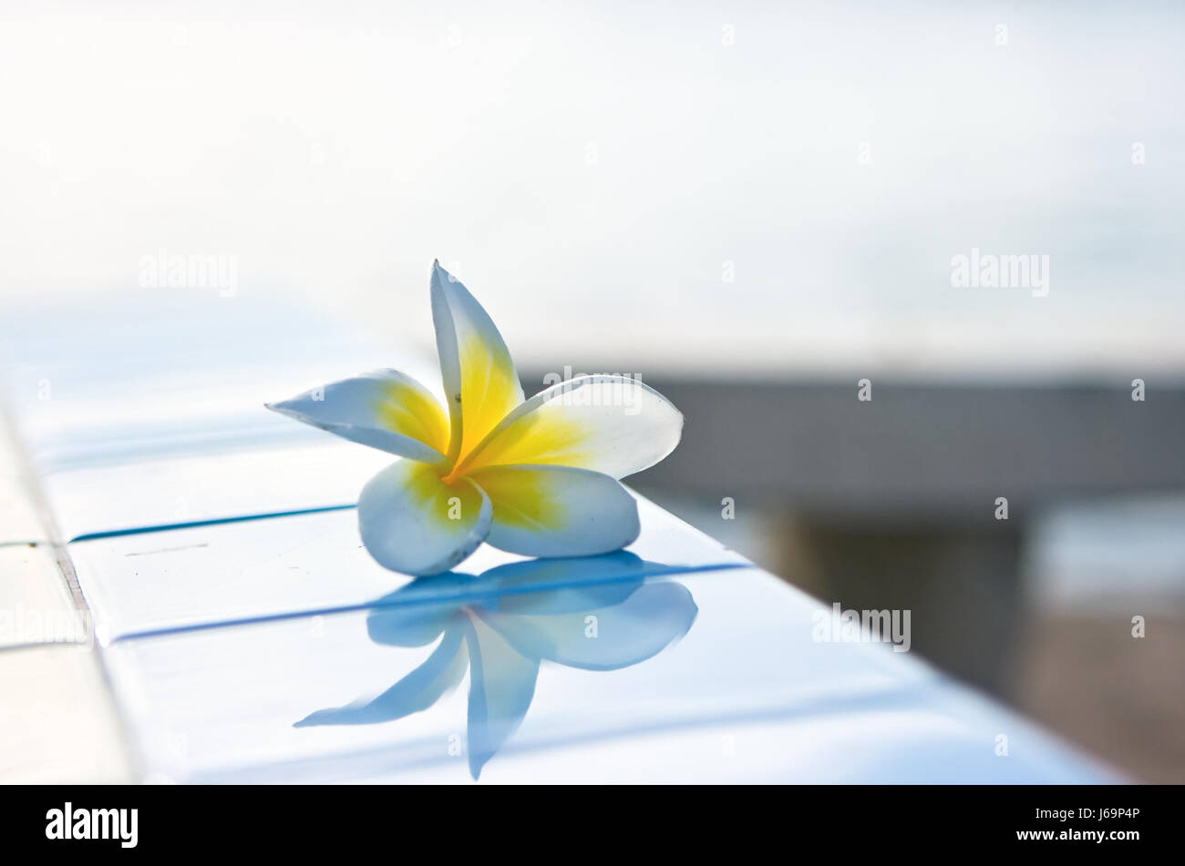 Das Temple Tree Blume Pflanze Reflexion Fliesen das Temple Tree Blume Pflanze Botanik Stockfoto