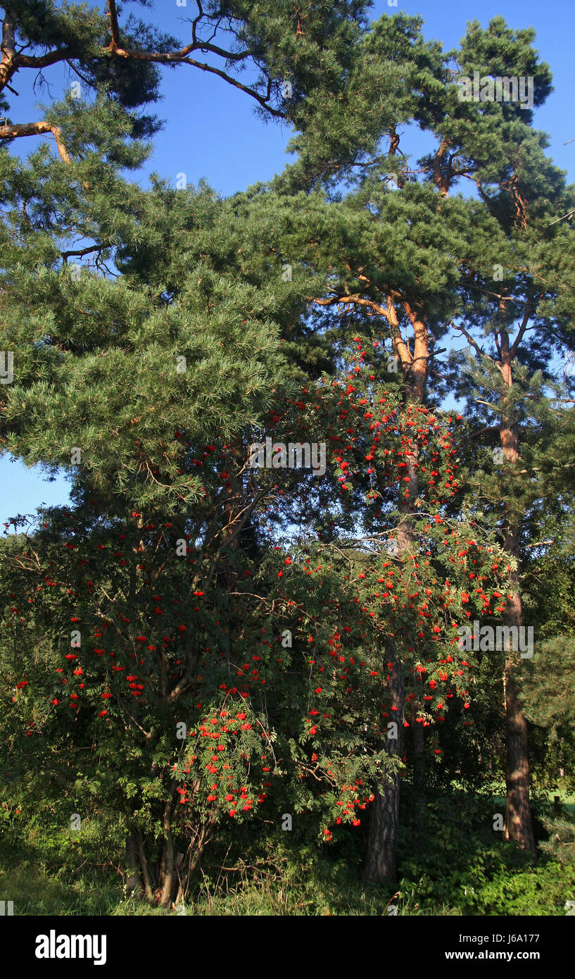 Baum Bäume Kiefer Beeren Rowan Beeren Rowan Natur Stamm Baum Bäume Pflanzen  Stamm Stockfotografie - Alamy