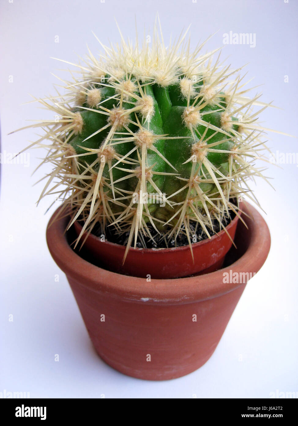 Zimmer Kaktus schwiegermuttersitz Stockfotografie - Alamy