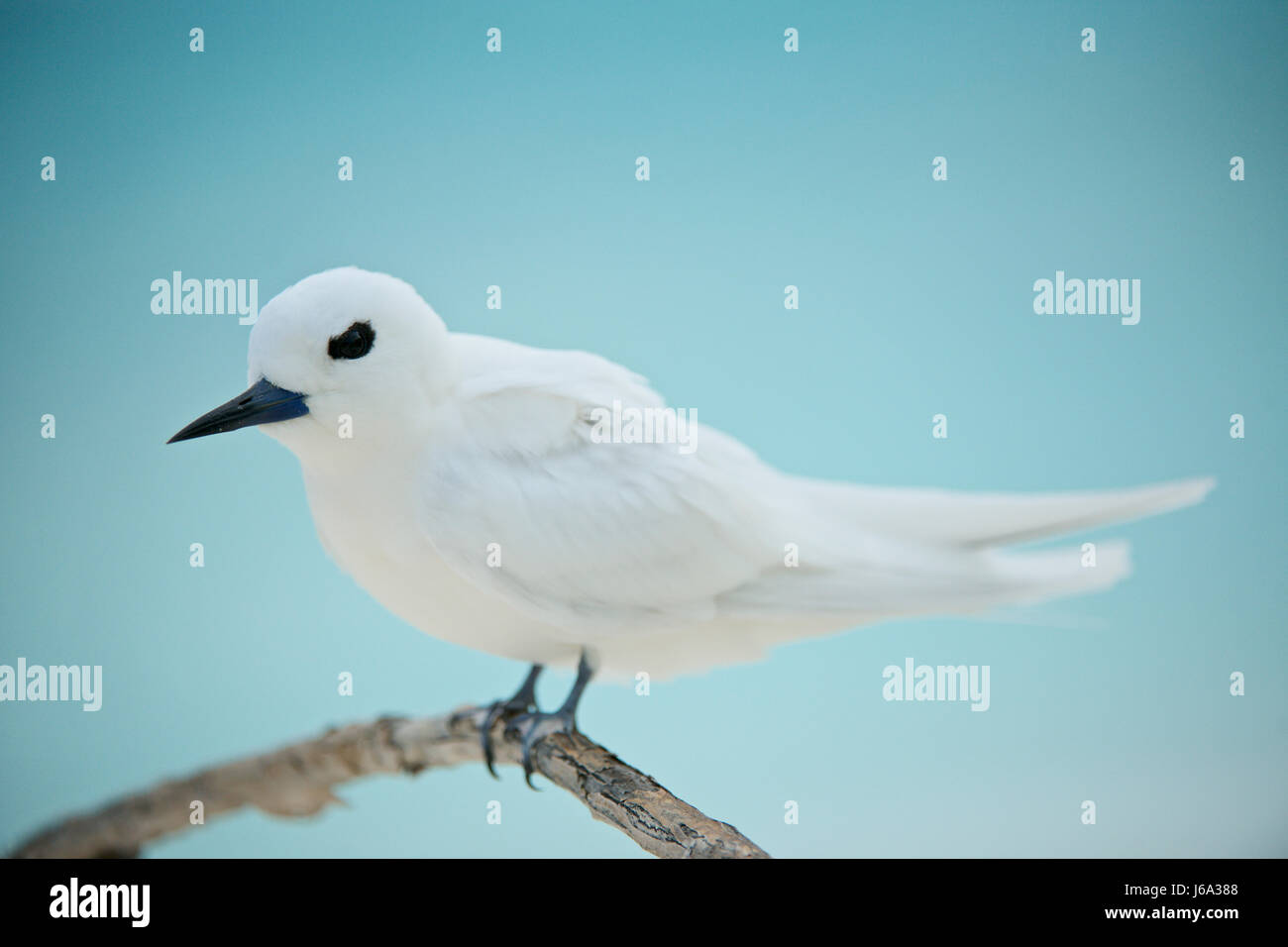 weiße Seeschwalbe (Gygis Alba), Hawaii, Midway, Midway-Atoll Stockfoto