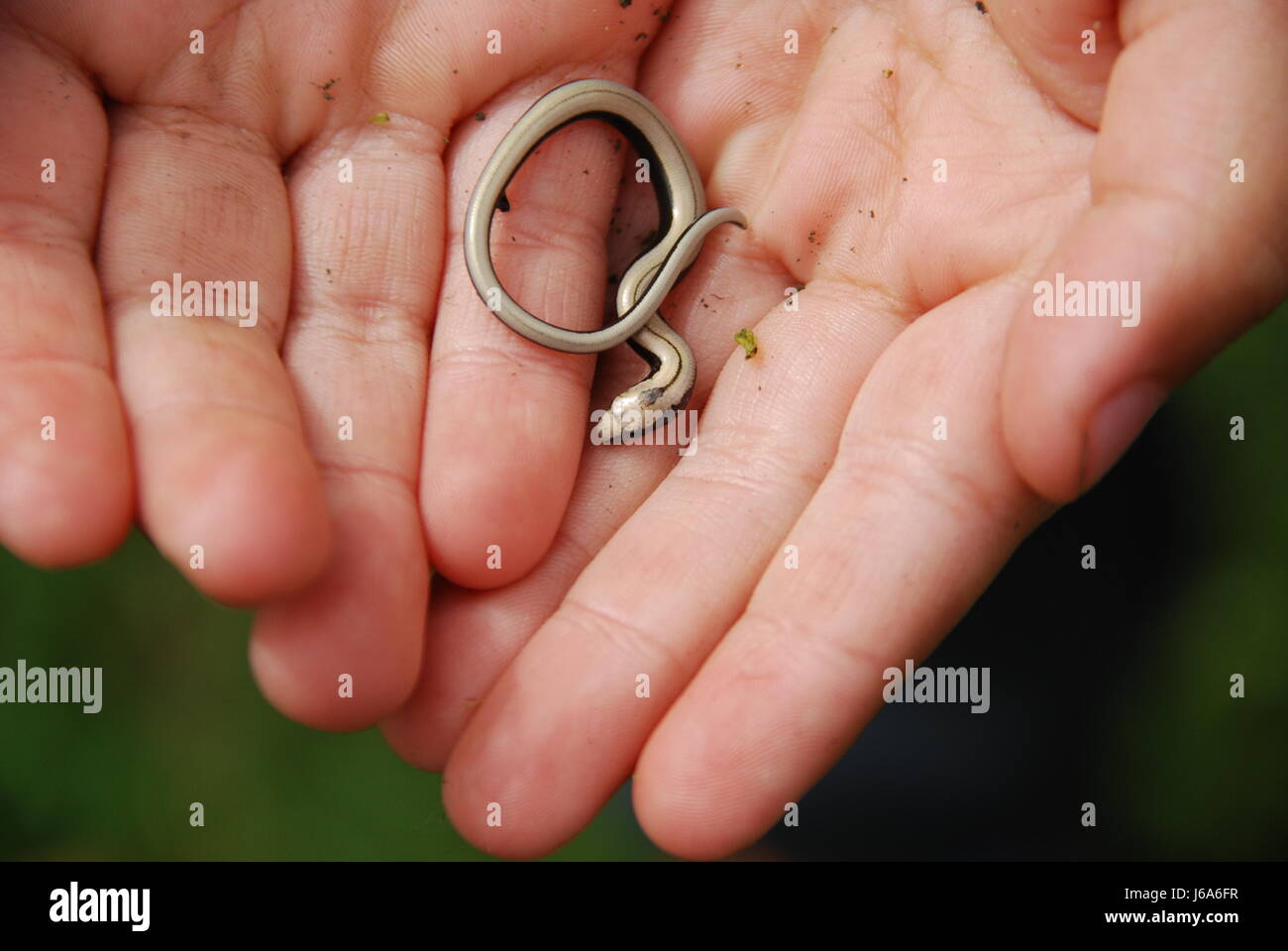 Hand Hand Cub Baby junge Tier Hand Hände Leben existieren Existenz leben Stockfoto