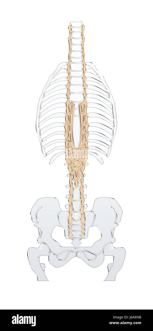 Skelett Biologie Anatomie Mumie Körper Mann männlich männliche menschliche Mensch Silber Stockfoto