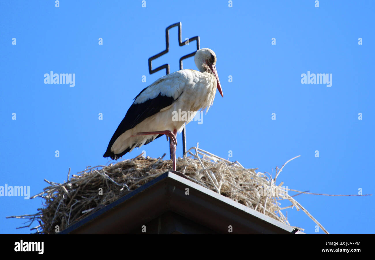 Beine Tiere Vogel Vögel Federn Schnabel Storch Nest Schnäbel Beine Kirche Tiere Vogel Stockfoto