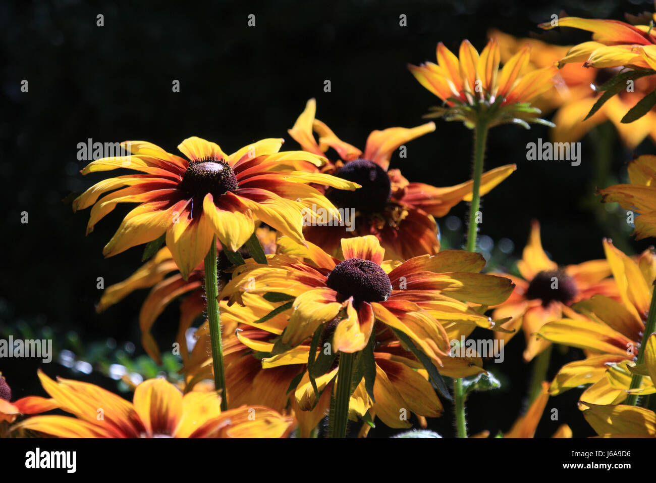 Blumen-Flut Stockfoto