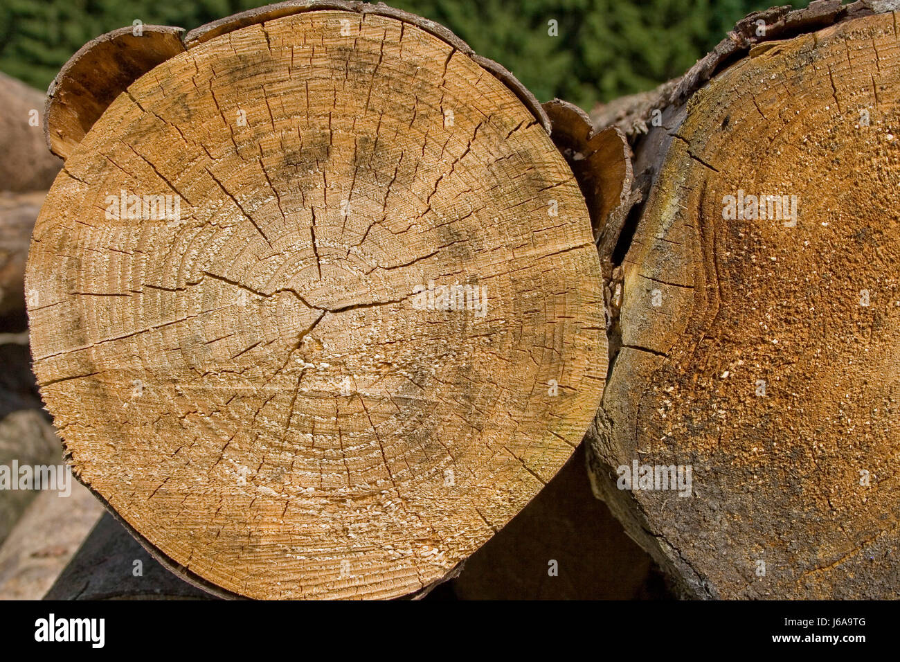 Holunder Busch Rinde Baum Holz Rinde Rohstoff Jahresringen alter Wald Holunderbusch ...