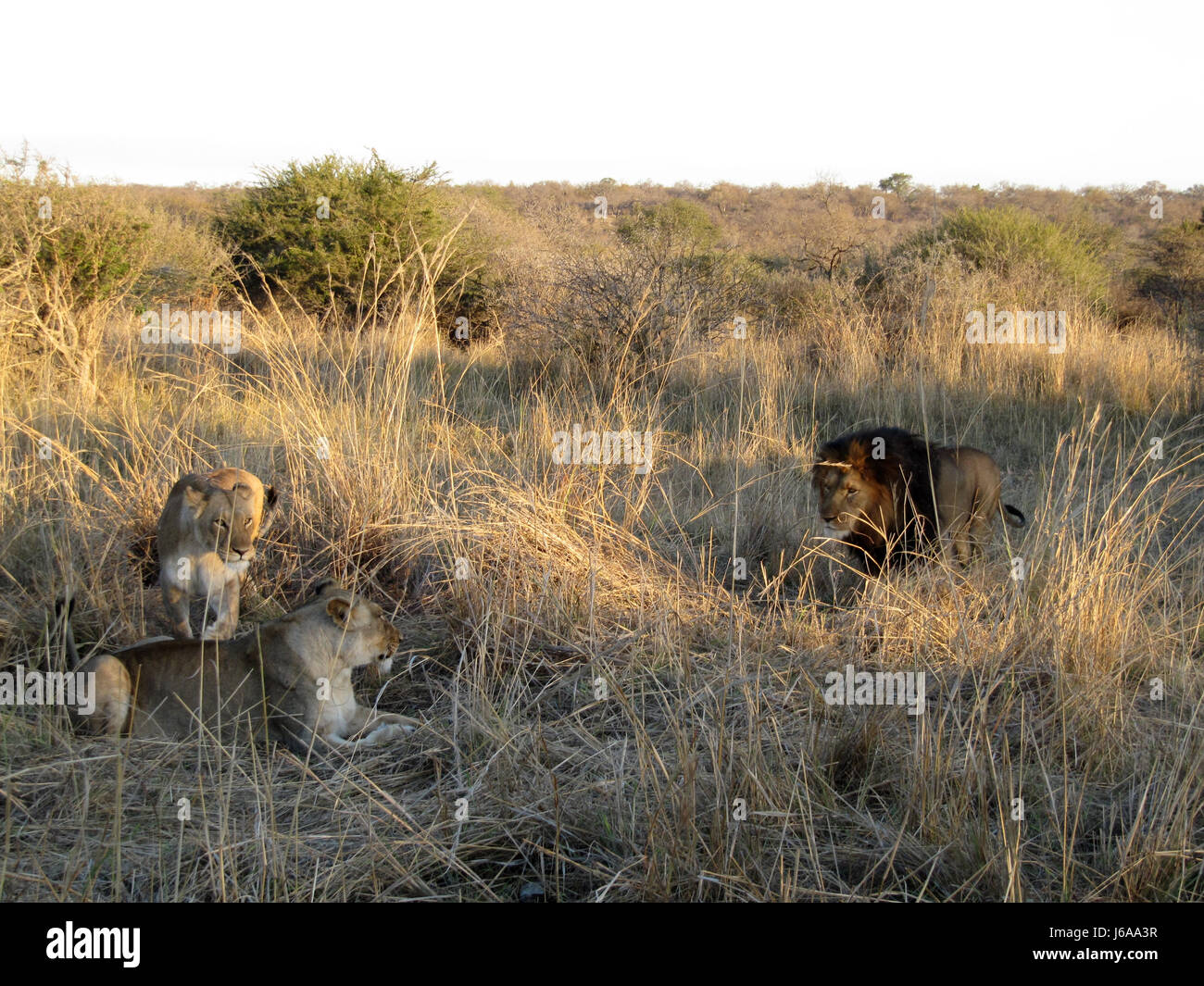 Nationalpark-Löwe Katze Raubkatze Raubkatze Südafrika Raubtier Löwin Stockfoto