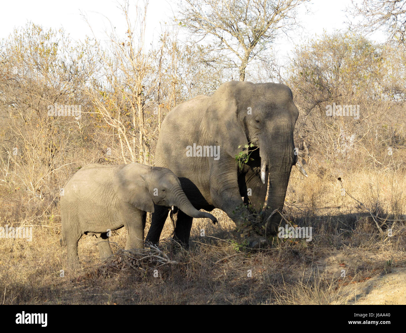 Nationalpark Afrika Elefant Elefanten in Südafrika Nationalpark Afrika Stockfoto