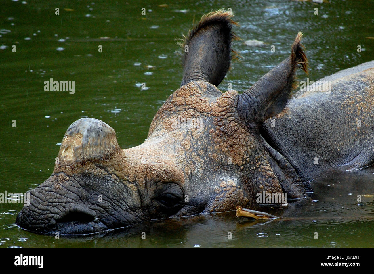 Gewässern Tierhorn Frischwasser See Binnengewässer Wasser Natur Nashorn rhinoceros Stockfoto