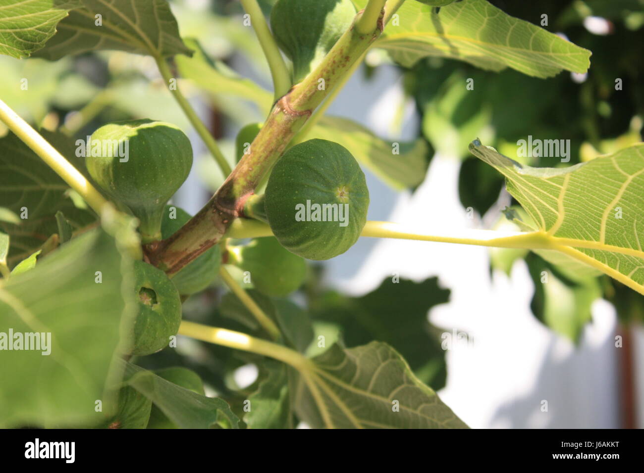 Baum Blätter Früchte Strauch Abb. Feigen Feigenblatt Blatt Vitamine Vitamine grüne Blätter Stockfoto