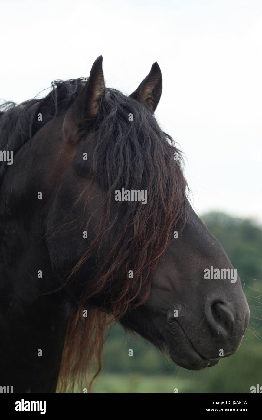Pferd Schwarz dunkelhäutigen kohlschwarze tiefschwarze schwarzes Pferd Mähne Friese Pferd Schwarz Stockfoto