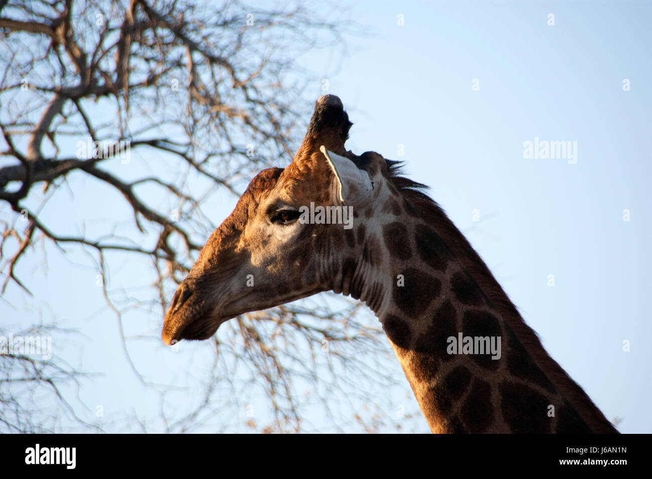 Nationalpark Afrika Süd Afrika Giraffe Kopf Nationalpark Sonnenuntergang Afrika horn Stockfoto