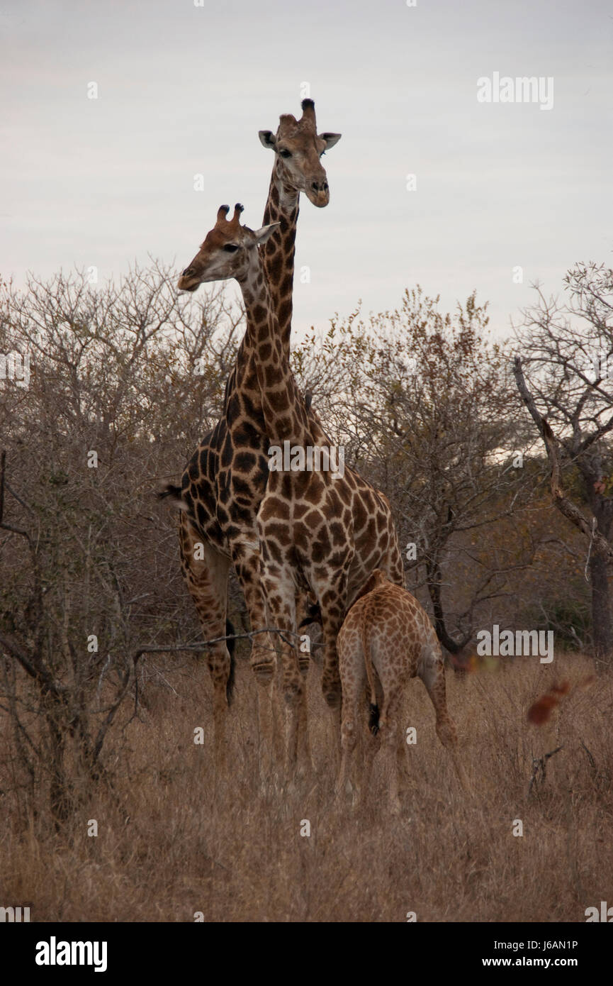 Nationalpark in Südafrika Giraffe Giraffen Nationalpark Afrika südlich Stockfoto