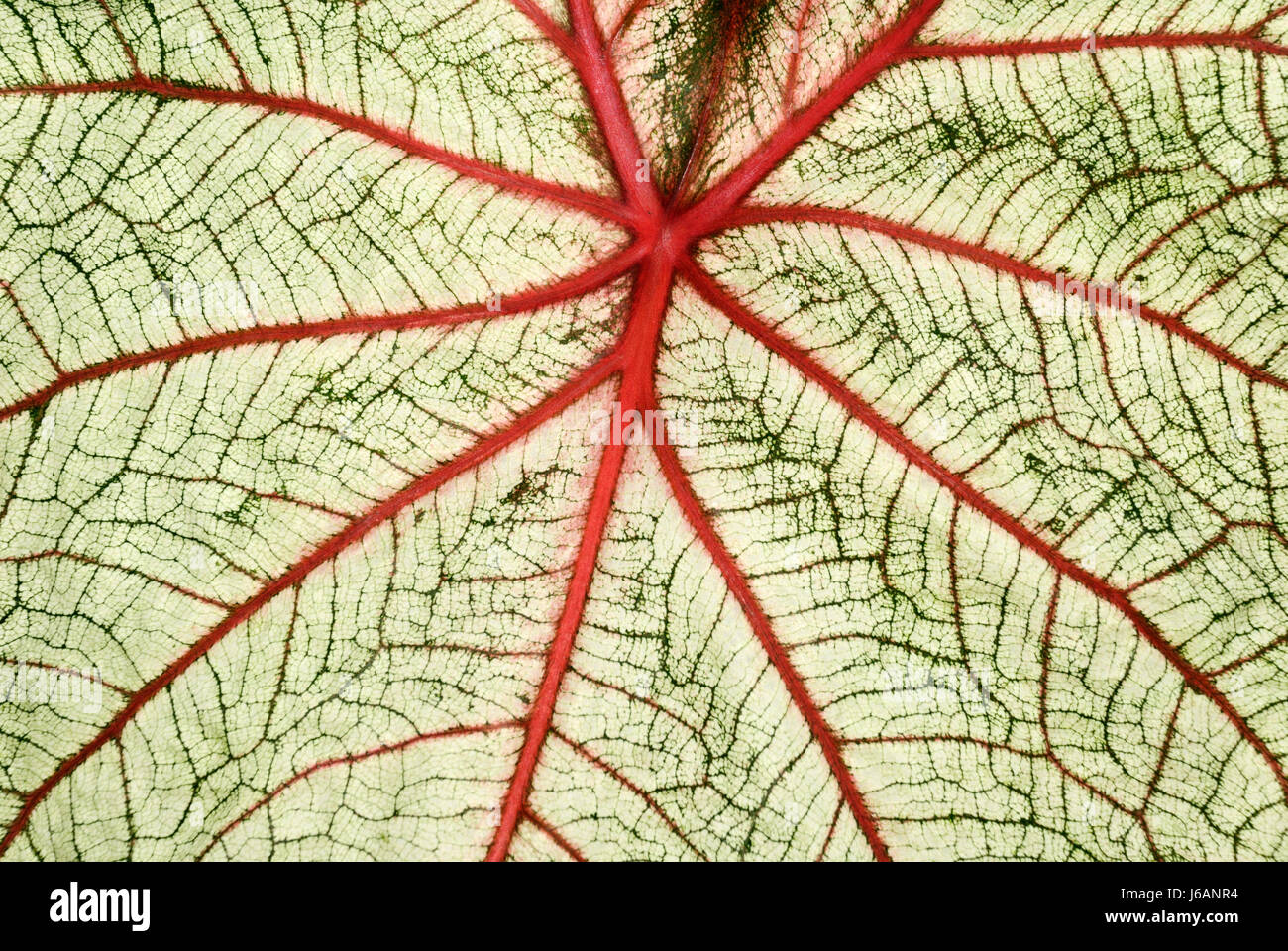 Seite Blatt grne Linien Venen tropische Zimmerpflanze eingemachte rote  Bltter Stockfotografie - Alamy