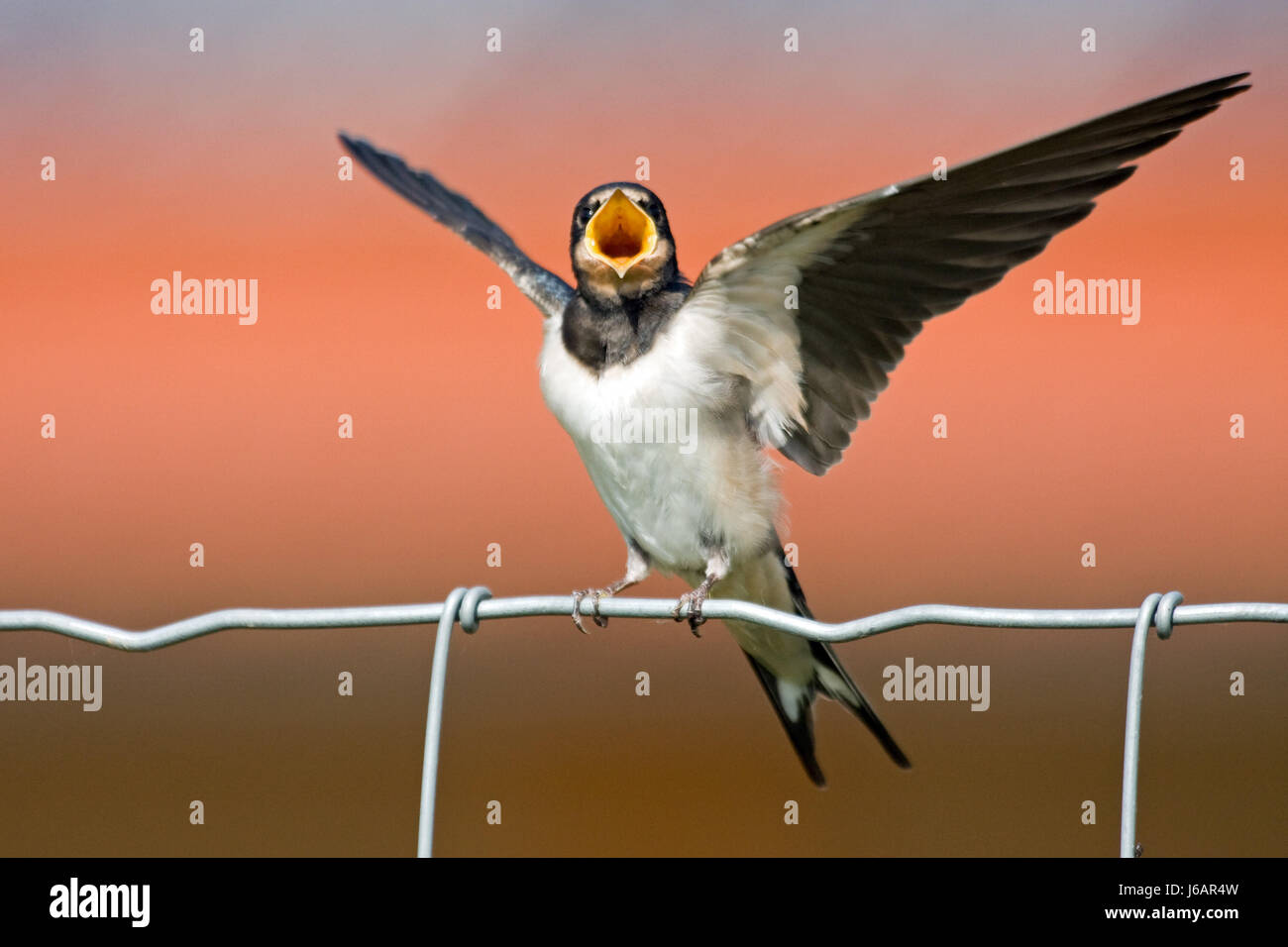 Vogel vögel schornstein -Fotos und -Bildmaterial in hoher Auflösung – Alamy