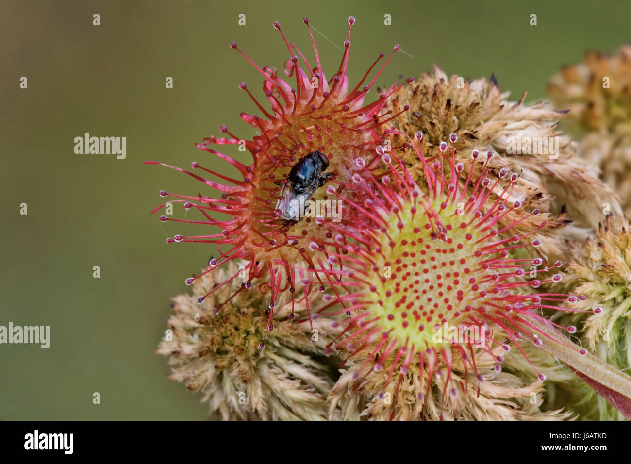 klebrige Rosette Heilpflanze klebrige Rosette Heilpflanze periled Stockfoto