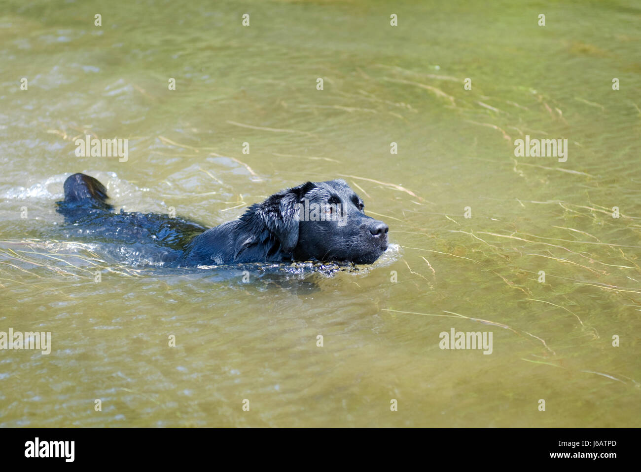 Tiere Hund Labrador Wasser schwimmen Schwimmen Schwimmen schwimmt um die Crawl-Tier zu tun Stockfoto