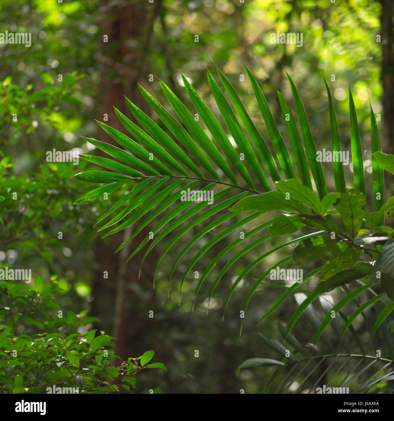 Blatt Blätter Mittelamerika Farn Wachstum Pflanzen Photosynthese Rasen grün Stockfoto