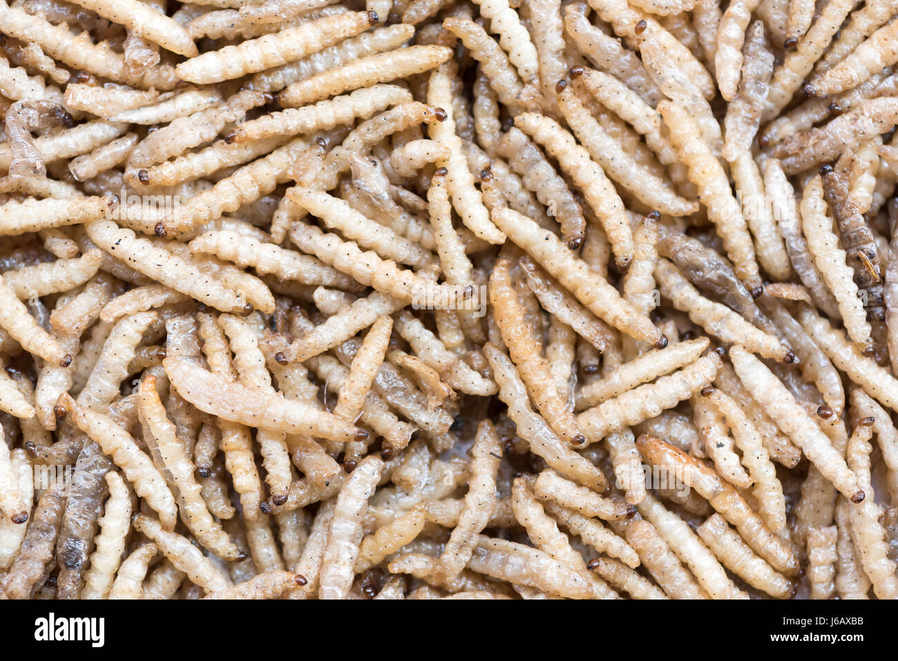Frittierte Seidenraupen - Straße Chinesisch Essen in Sichuan, China Stockfoto