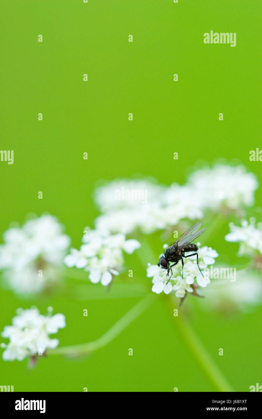 Insekt Blume Pflanze Rasen grün weiße Fliege fliegt fliegt fliegt Makro Nahaufnahme Makro Stockfoto