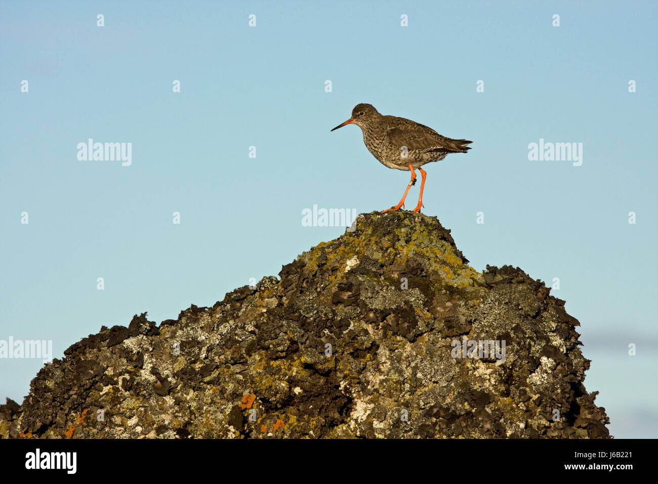 Beine Vogel Vögel rock Schnabel Abend leichte offenen roten langen Schnäbeln Tringa totanus Stockfoto