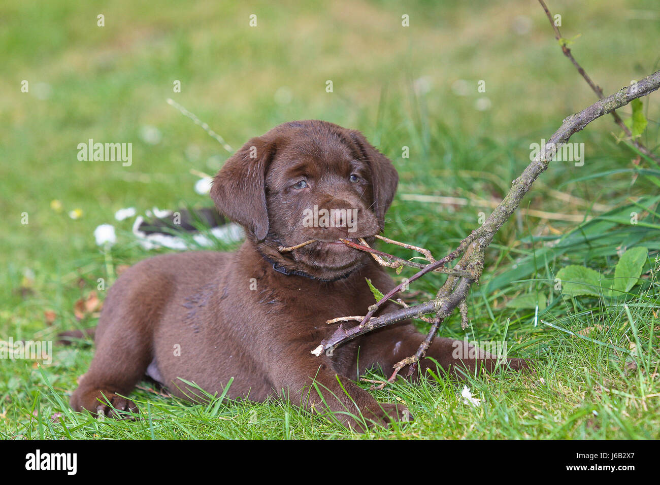 Chocolate Labrador Welpen, 6 Wochen alt Stockfoto