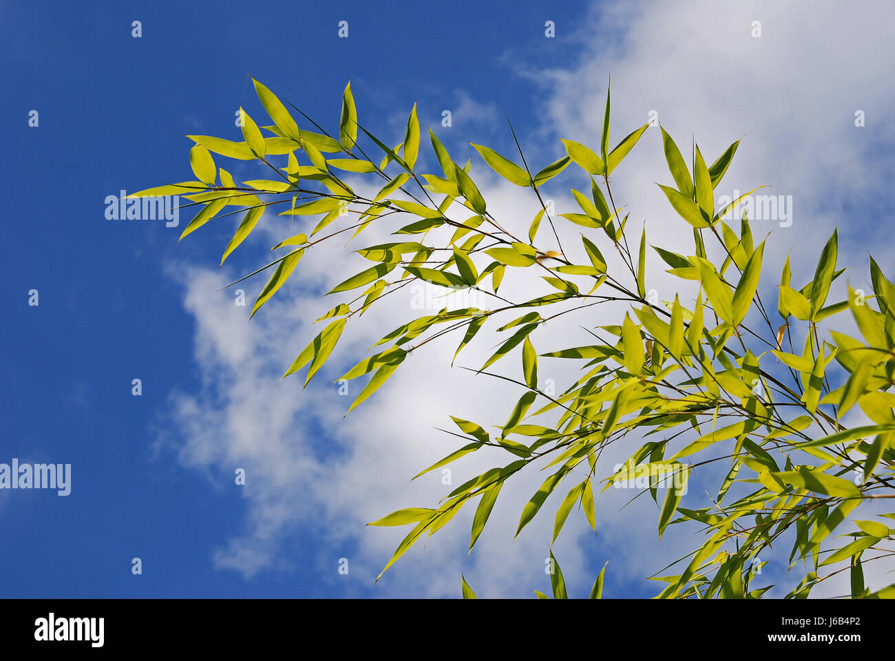 AST Bambus Firmament Himmel Wolken oblatschka grüner Zweig Bambus zarte feine Stockfoto