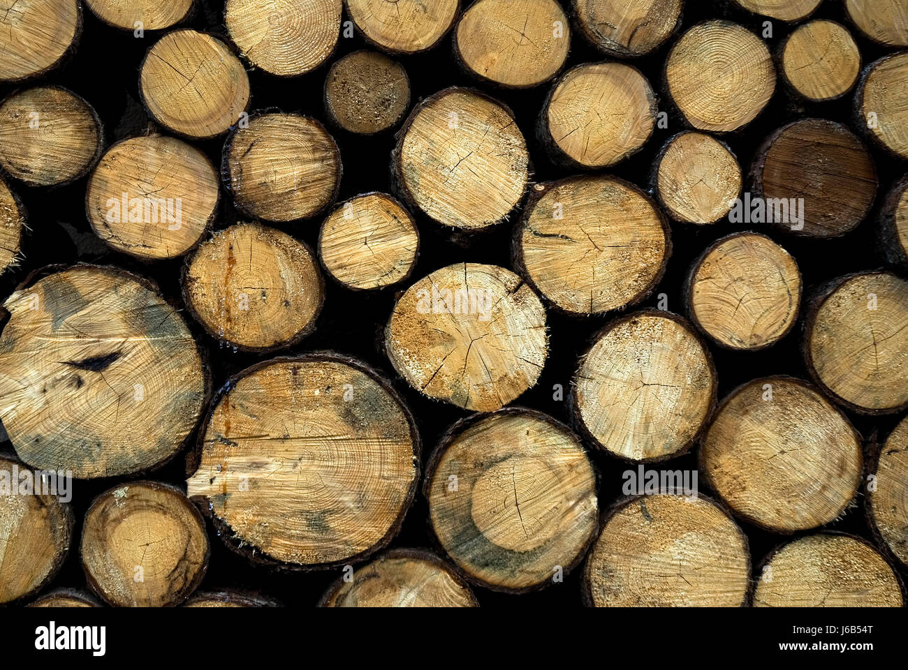 Holzstapel gestapelt abgesägt gequetscht komplette perfekte Baumstmme Ber abgeblasen Stockfoto