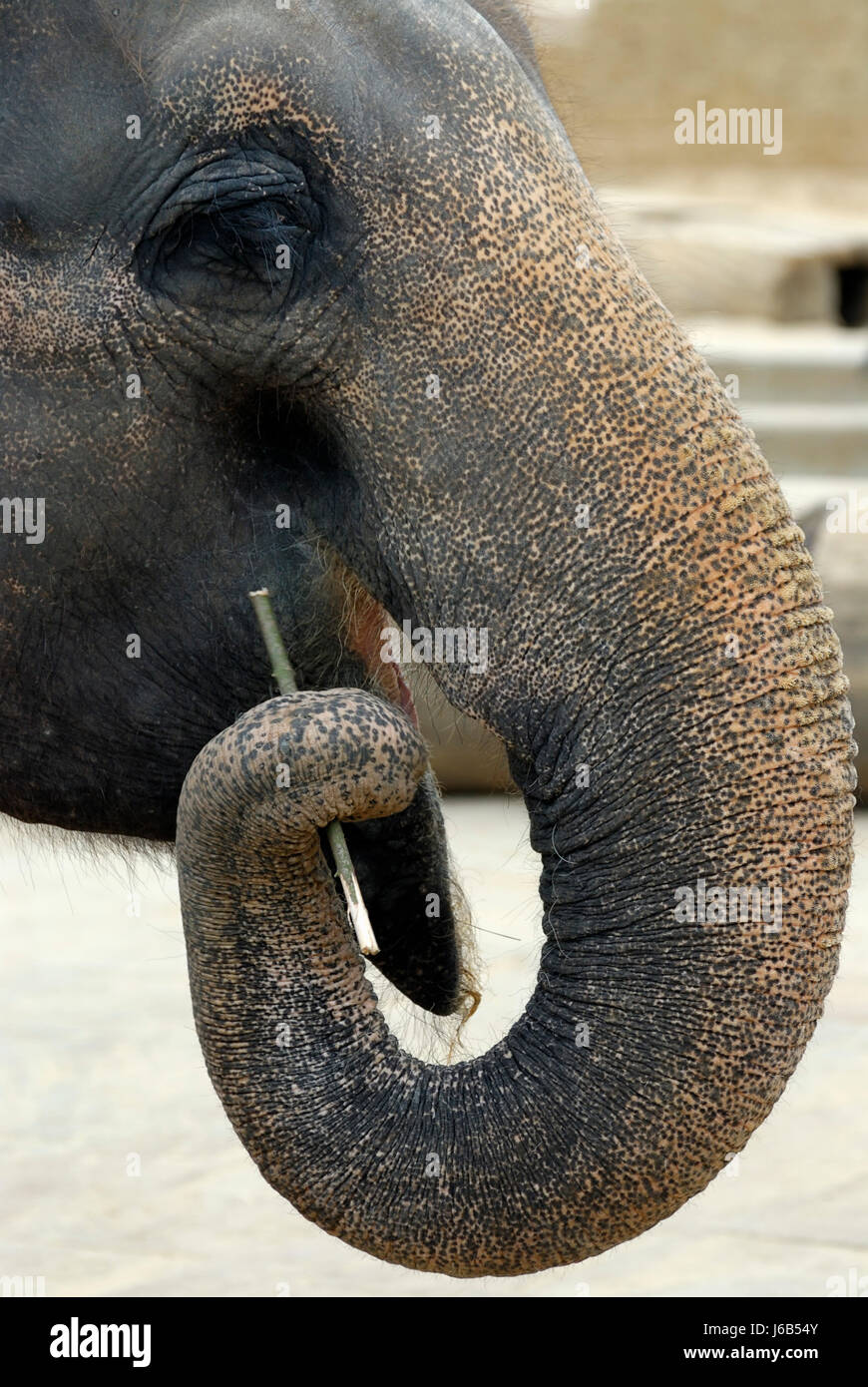 Tier Elefant Schlucht verschlingen verschlingen Rüssel schief verzogen buckligen Stockfoto