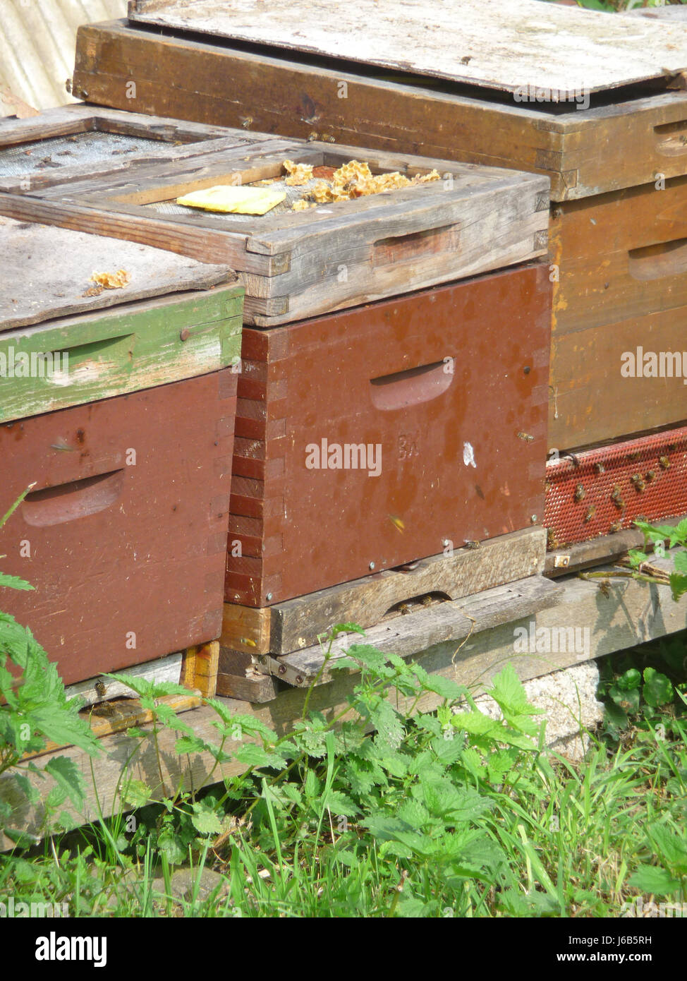 Bienen Bienenstock Waben Insekt Biene Imker Imker essen Nahrungsmittel Makro Stockfoto