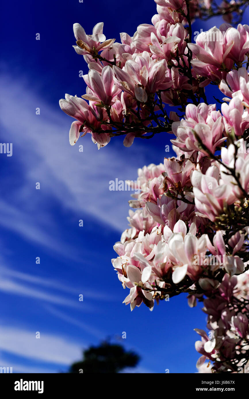 Spring Blossom Stockfoto