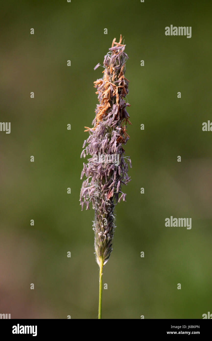 Pollen Ohr grüne Gräser Pollen Ohr Heuschnupfen Anthere Allergie  Fuchsschwanz Pflanze Stockfotografie - Alamy