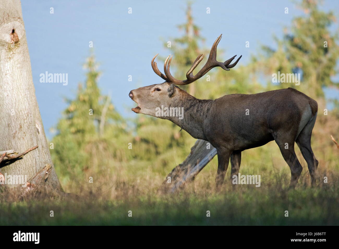 Reh Hirsch Hart Hirsch Tiere Wildtiere Europa Wiesen Schlucht verschlingen verschlingen Stockfoto