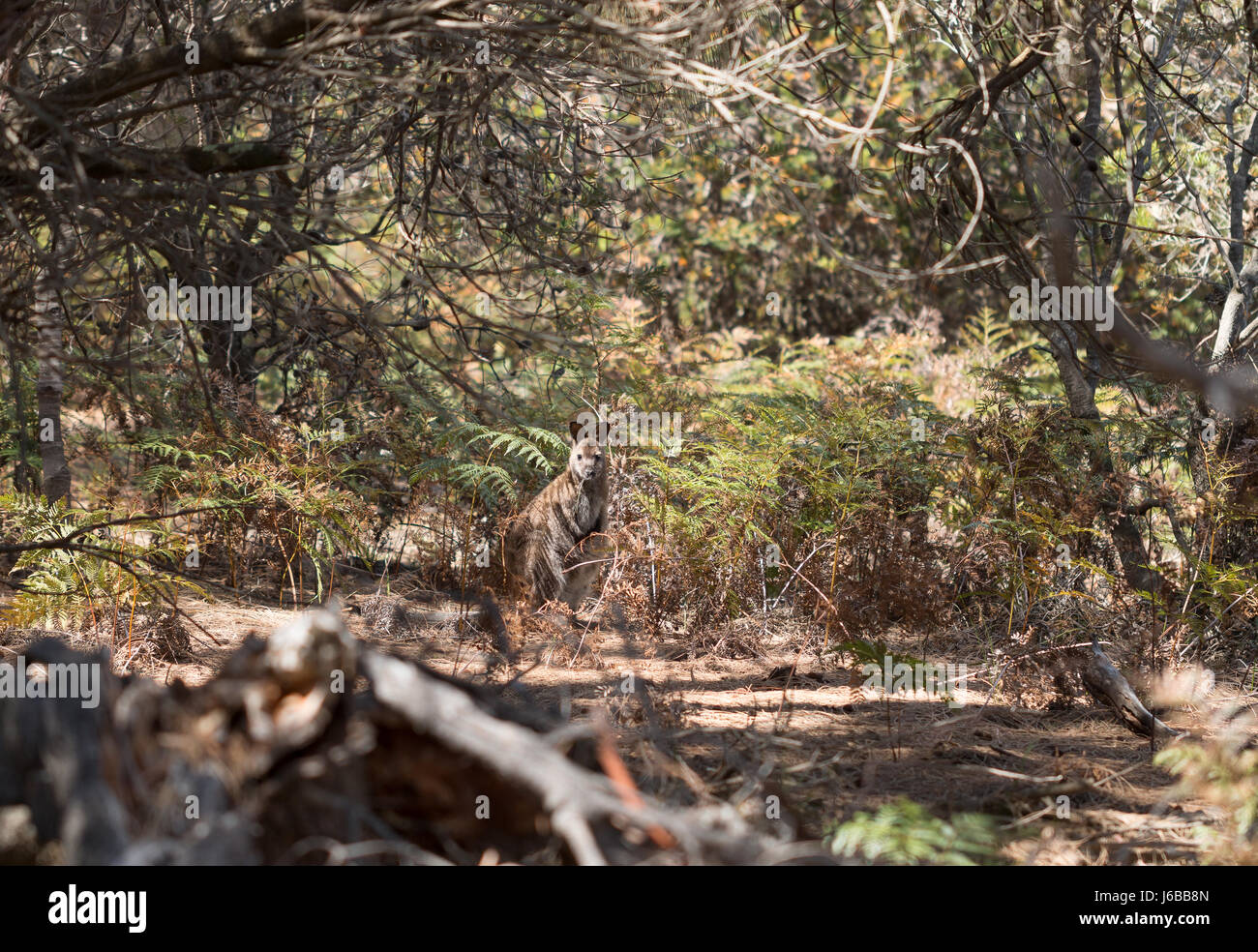 Bürste wallaby Neben einem Wanderweg inf Maria Island National Park, Tasmanien Stockfoto