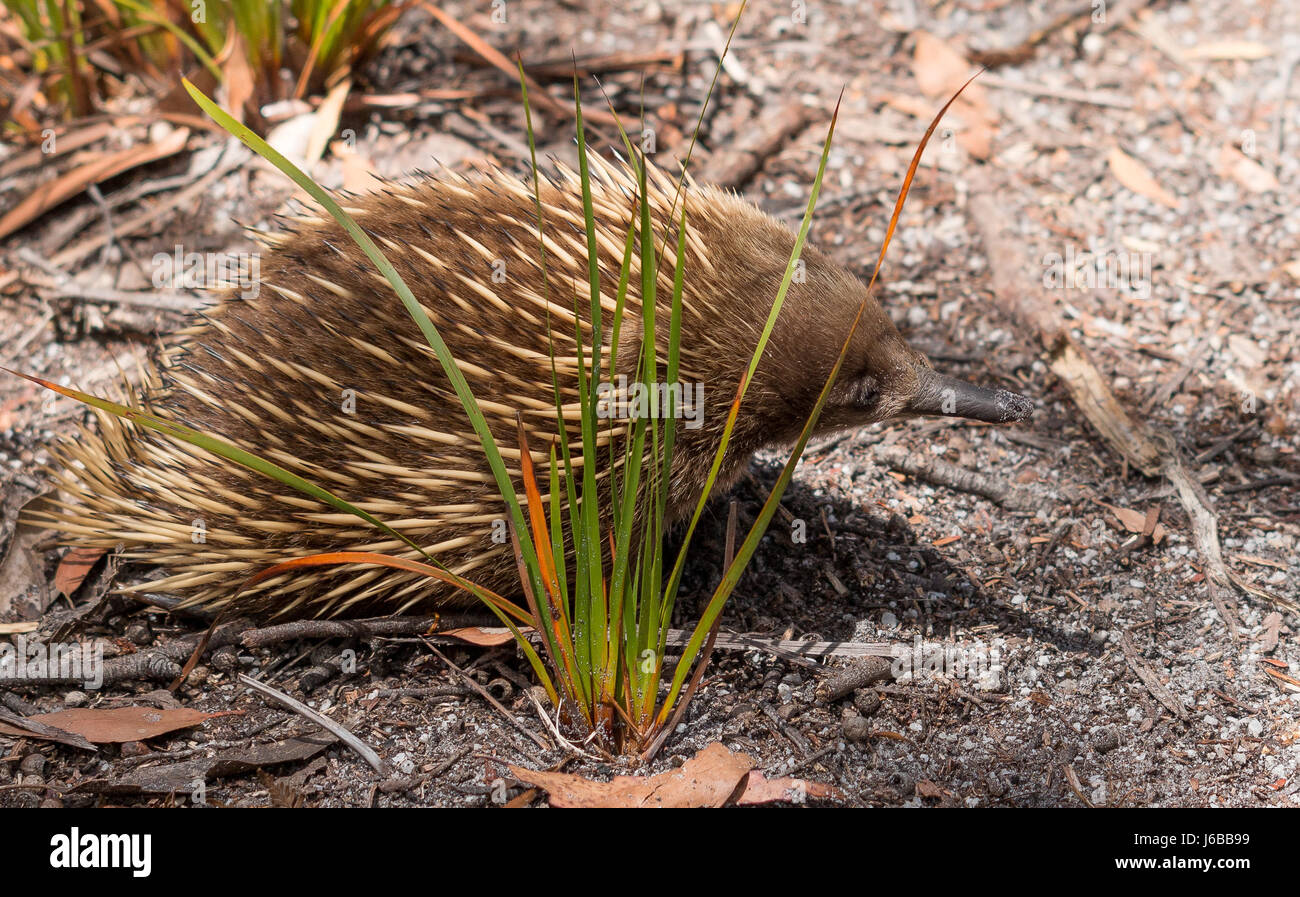 Short Beaked Echidna, Maria Island National Park, Tasmanien Stockfoto